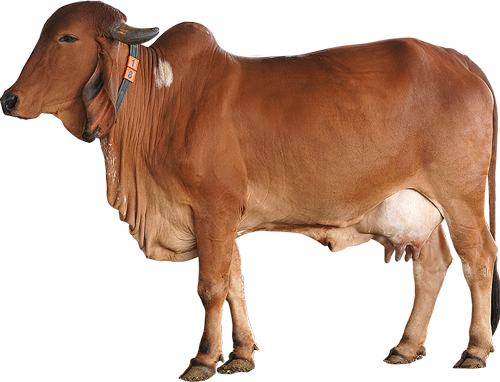 Cow